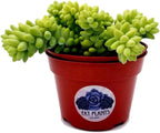 Living Succulent 4" Donkey Tails, Fully Rooted Succulents Plants Live, Succulent Plants Trailing Hanging, Sedum Burrito House Plant for Home Office Decoration, DIY Projects, Party Favor Gift