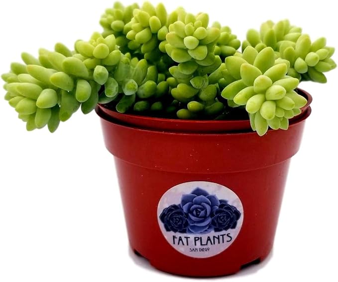 Living Succulent 4" Donkey Tails, Fully Rooted Succulents Plants Live, Succulent Plants Trailing Hanging, Sedum Burrito House Plant for Home Office Decoration, DIY Projects, Party Favor Gift