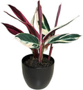 Live Plant Stromanthe Triostar, Pet-Friendly, Tricolor Prayer Plant, 12-16" Tall, Indoor Plant, Easy to Care, Rare Plant, 4.7 inch Decorative Pot (Black)