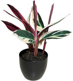 Live Plant Stromanthe Triostar, Pet-Friendly, Tricolor Prayer Plant, 12-16" Tall, Indoor Plant, Easy to Care, Rare Plant, 4.7 inch Decorative Pot (Black)