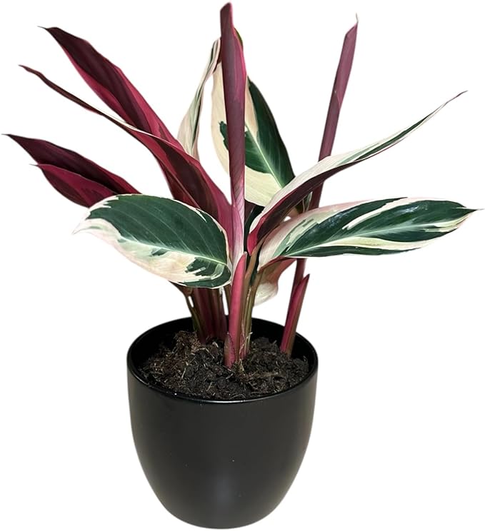 Live Plant Stromanthe Triostar, Pet-Friendly, Tricolor Prayer Plant, 12-16" Tall, Indoor Plant, Easy to Care, Rare Plant, 4.7 inch Decorative Pot (Black)