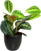 Live Plant, Red Maranta Prayer Plant, Pet Friendly, Air Purifying Plant, Easy Care, Easy to Grow Live Indoor Plant, Houseplant, Rare Indoor Plant, Home Décor 4.7 inch Pot (Black)