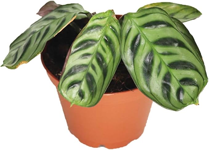 Calathea Ctenanthe x Burle Marx - 2" from California Tropicals