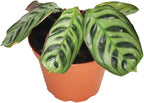 Calathea Ctenanthe x Burle Marx - 2" from California Tropicals