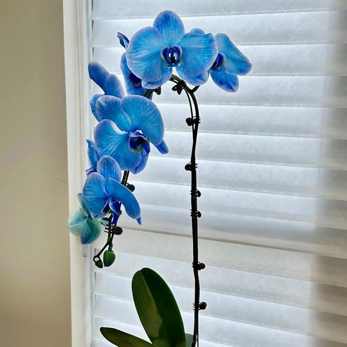 Phalaenopsis Orchid Flower Seed for Planting, 202+ Mixed Phalaenopsis Seeds, Perennial Plant Seed, Non-GMO Heirloom Rare Flower Seed for Home Garden Outdoor