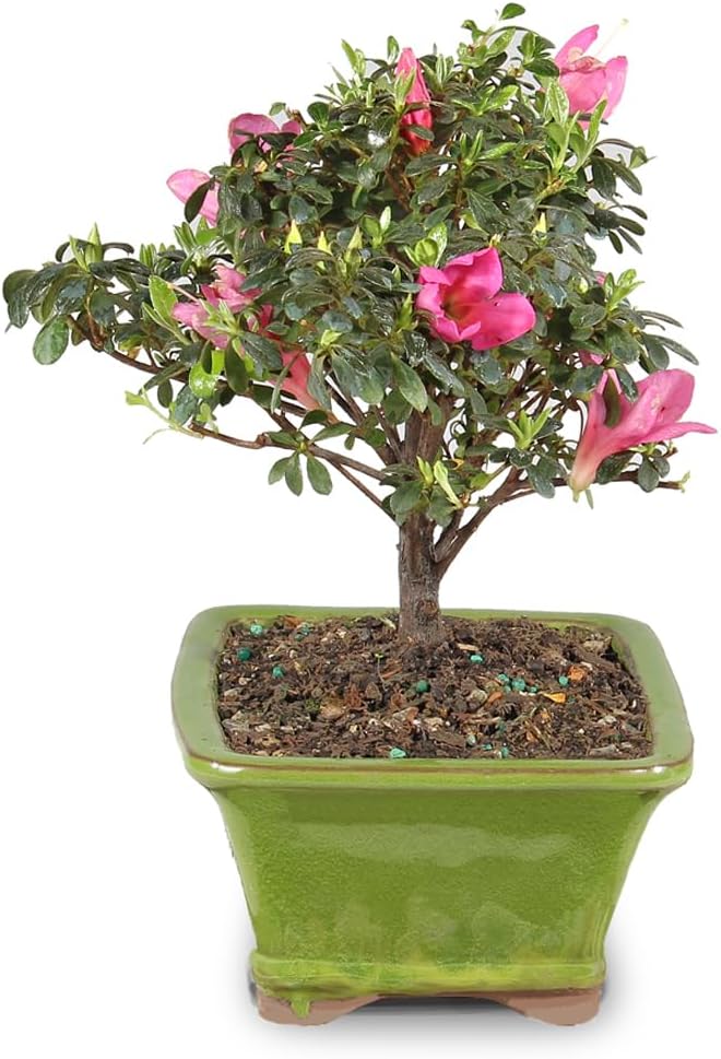 Brussel's Bonsai - Live Satsuki Azalea Flowering Bonsai Tree in Ceramic Bonsai Pot, Outdoor Bonsai Tree Live Plant, 5 Years Old, 5-8 Inches Tall, Easy Care Plant for Patio Garden (Small)