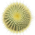 Live Cactus Plants, Fully Rooted 2-inch Cactus Succulent Plants, Rare Varieties for Gift or Home Decoration (Golden Ball Cactus Echinocactus)