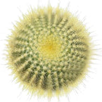 Live Cactus Plants, Fully Rooted 2-inch Cactus Succulent Plants, Rare Varieties for Gift or Home Decoration (Golden Ball Cactus Echinocactus)