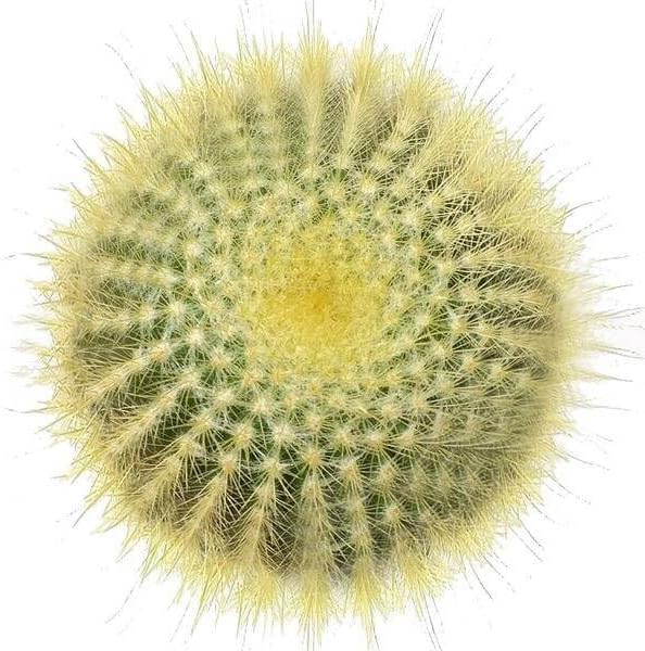 Live Cactus Plants, Fully Rooted 2-inch Cactus Succulent Plants, Rare Varieties for Gift or Home Decoration (Golden Ball Cactus Echinocactus)