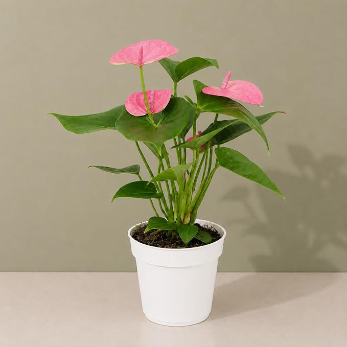 Anthurium Pink Live Plant, Flowering Houseplant for Indoors, Low Maintenance Long Lasting Flowers, Ships in Bloom