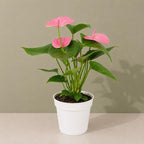 Anthurium Pink Live Plant, Flowering Houseplant for Indoors, Low Maintenance Long Lasting Flowers, Ships in Bloom