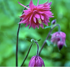 McKana Giant Hybrid Columbine Seeds - A Favorite Perennial Wildflower