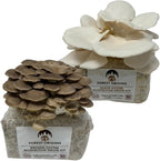 Forest Origins White & Brown Oyster Mushroom Grow Kit 2-Pack Variety - Beginner Friendly & Easy to Use, Grows in 10 Days | Handmade in California, USA | Top Gardening Gift, Holiday Gift & Unique Gift