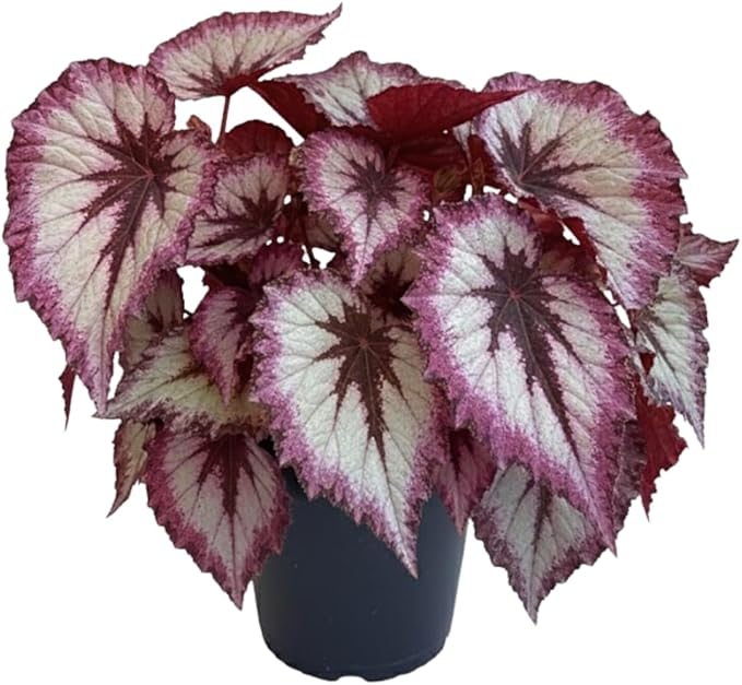 Begonia Live Plant, Begonias Live Plant, Rare Begonias Plants, 5-7 Inches in Height for Indoor Houseplant (Silver Purple Leaves Begonia)