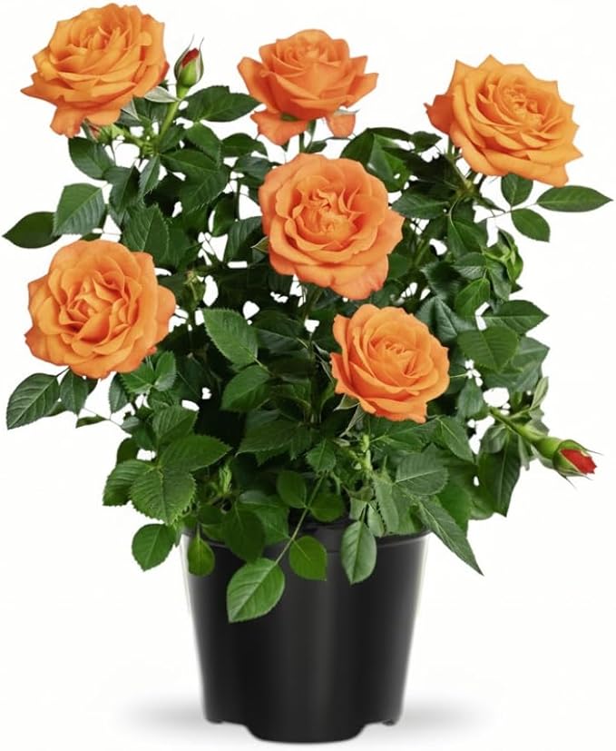 Rose Live Plant, Roses Flower Plant, Fragrant Flower for Planting, 4-6 Inches Tall, Bush Shrub Plants, Well Rooted, Ready to Grow (Orange Rose)