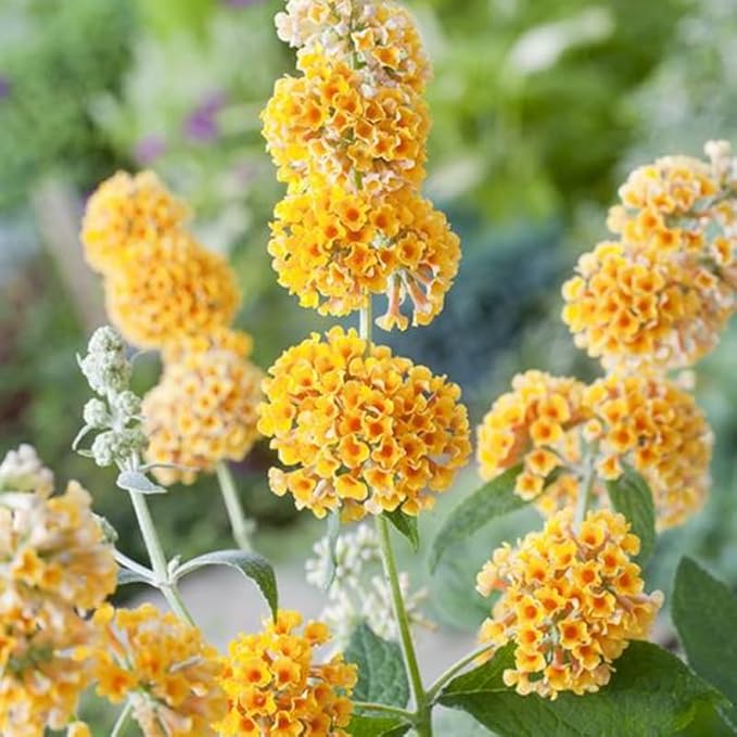 Yellow Orange Butterfly Bush Live Shrub Plant Shrub, Buddleia Bush Well Rooted, 5 to 10 Inc Tall