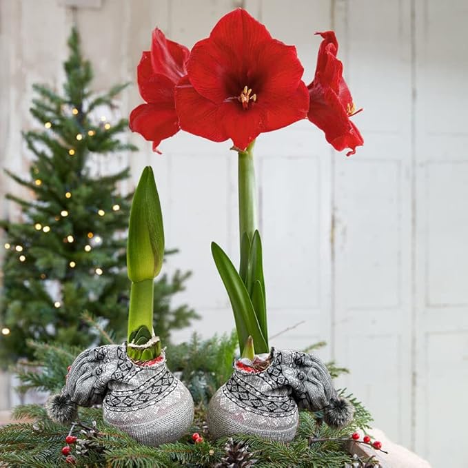 Waxed Amaryllis Bulb - Decorative Grey Sweater, Red Blooms - Easy Care - No Watering Needed!