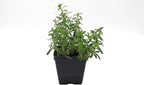 Greenwood Nursery: Live Perennial Plants - Alexander's White Candytuft + Iberis Sempervirens - [Qty: 2X 3.5 Pots] - (Click for Other Available Plants/Quantities)