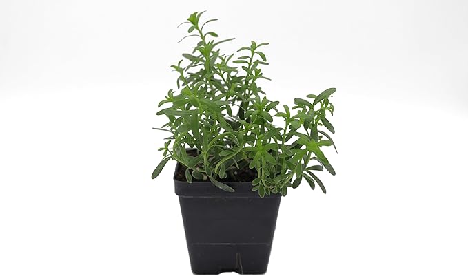 Greenwood Nursery: Live Perennial Plants - Alexander's White Candytuft + Iberis Sempervirens - [Qty: 5X 3.5 Pots] - (Click for Other Available Plants/Quantities)