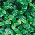 Proven Winners - Ilex x meserveae Castle Spire (Holly) Evergreen, , 3 - Size Container