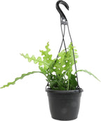 Zigzag Fishbone Cactus Hanging Basket, Non-Toxic Epiphyllum Orchid Succulent, Pet Friendly Trailing Succulents for Indoor Outdoor Decor, Easy to Grow, Non-Toxic Houseplant