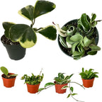 Hoya Plants 4 Live Houseplants in 4" Pots - Variety Assortment 4 Pack Hoya Plants - Pet Friendly Plants - Air Purifying Plants - CA Seller (Pack of 4 Hoya Plants)
