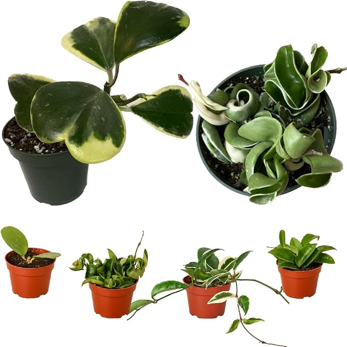 Hoya Plants 4 Live Houseplants in 4" Pots - Variety Assortment 4 Pack Hoya Plants - Pet Friendly Plants - Air Purifying Plants - CA Seller (Pack of 4 Hoya Plants)