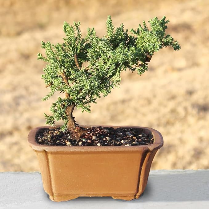 Brussel's Bonsai - Live Green Mound Juniper Bonsai Tree, Outdoor Bonsai Tree Live Plant in Decorative Container, 3 Years Old, 4-6 Inches Tall, Easy Care Bonsai (Small)