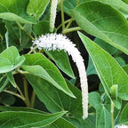 Chalily Native Lizard's Tail, a Great Live Pond Plant for Your Water Garden. Filters The koi and Goldfish Pond. Good for Bogs, Plant Shelf or Shallow Water This marginal Aquatic is a Real Beauty