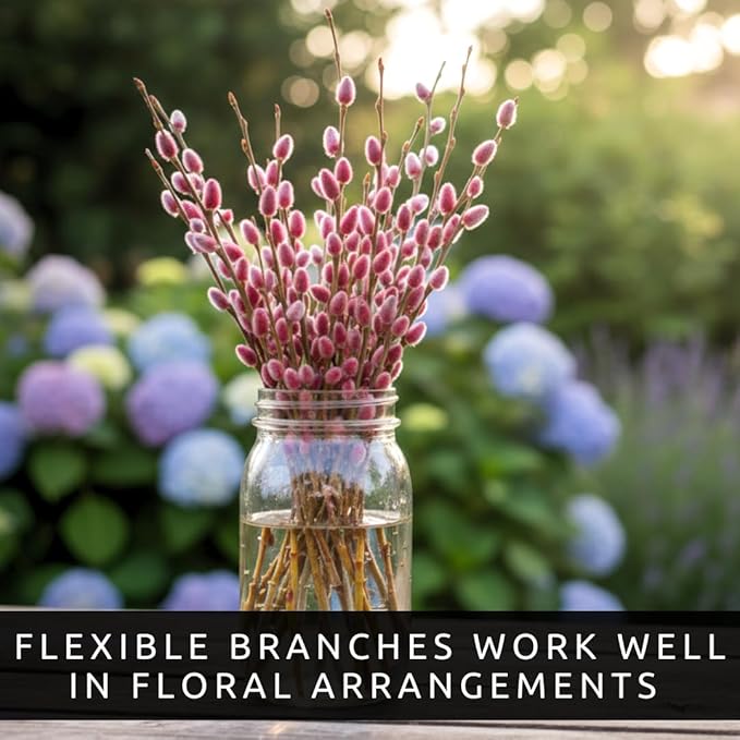 French Pink Pussy Willow Cuttings – 2 Live Pink Pussy Willow Trees – Fresh Salix Cuttings Ready to Plant – Ornamental Catkin Willow Shrubs – Fast Rooting, Cold Hardy Flowering Garden Accent