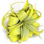 XL Xerographica Colored Air Plant, Live Tillandsia House Plant, Easy Care Indoor Outdoor, Great Gift, Healthy Arrival Guaranteed (Yellow)