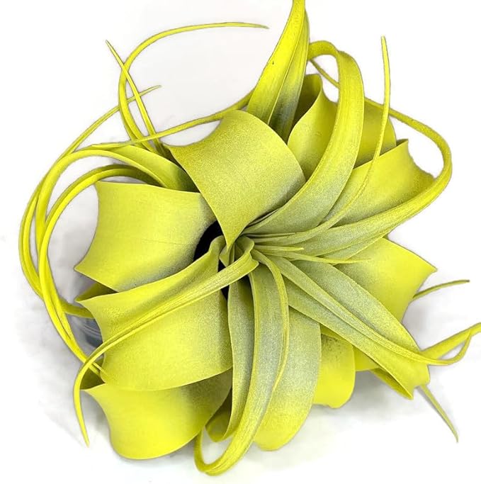 XL Xerographica Colored Air Plant, Live Tillandsia House Plant, Easy Care Indoor Outdoor, Great Gift, Healthy Arrival Guaranteed (Yellow)