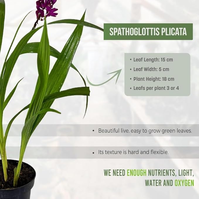 LEAL PLANTS ECUADOR Spathoglottis Plicata (Pack of 2) | Vibrant Purple Philippine Ground Orchid | Tropicals Plants | Low Maintenance Plant | Purple Flower Plant Live