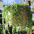 String of Pearls Plant Live, Rare Succulent Trailing Vine in Pot, Indoor Houseplant