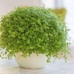 Nettle Baby's Tear'Live Plant for Indoor | Different Houseplants in 4'' & 6'' Pot | Real House Plant for Living Room, Office, Desk & Bathroom | Soleirolia Soleirolii