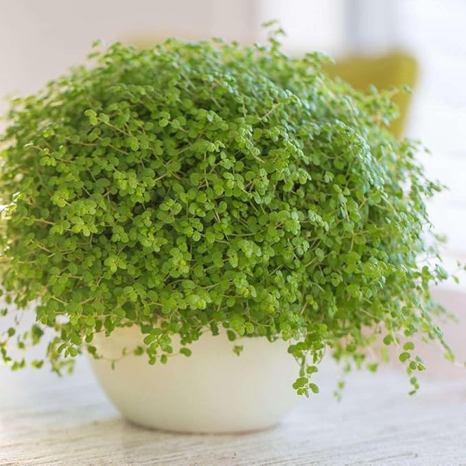 Nettle Baby's Tear'Live Plant for Indoor | Different Houseplants in 4'' & 6'' Pot | Real House Plant for Living Room, Office, Desk & Bathroom | Soleirolia Soleirolii