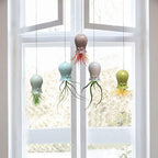 5 Pack Air Plant Holder Unique, Cute Octopus Air Plant Hanger Wall Planter, Ceramic Tillandsia Airplants Holders Hanging Wall Decor for Home Office (Small ( 2 x 3.2 in))