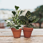 2" Calathea Live Plant Collection (4-Pack) – Assorted Indoor House Plants in Grower Pots, Easy Care Tropical Houseplants, Pet Friendly Indoor Plants for Home or Office