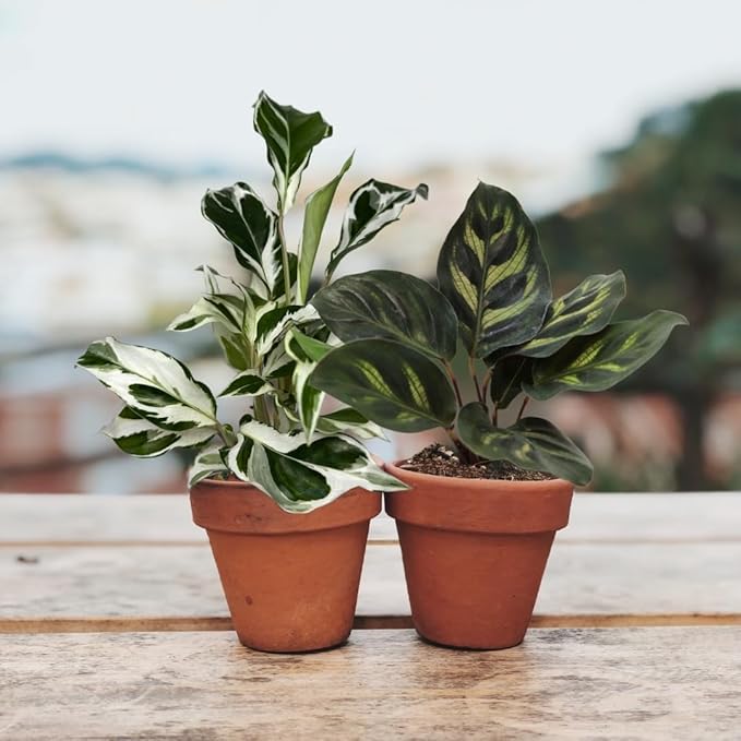 2" Calathea Live Plant Collection (4-Pack) – Assorted Indoor House Plants in Grower Pots, Easy Care Tropical Houseplants, Pet Friendly Indoor Plants for Home or Office