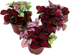 BubbleBlooms Tricolor Hypoestes phyllostachya 2 inch Set of 3 Flamingo Polka Dot Plant Red White and Pink Tiny Mini Pixie Plants