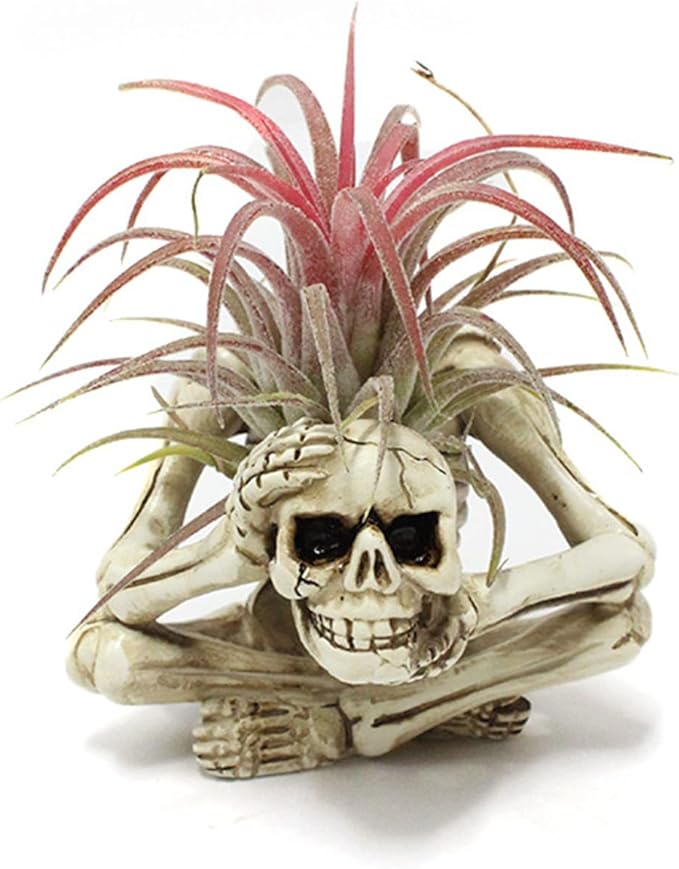 Resin Air Plant Holders,Tilandsia Container,Gothic Skeleton Planter,Halloween Plant Pot,Tillandsia Pot, Skull Table Top Display Planters for Air Plants and Other Mini Plants