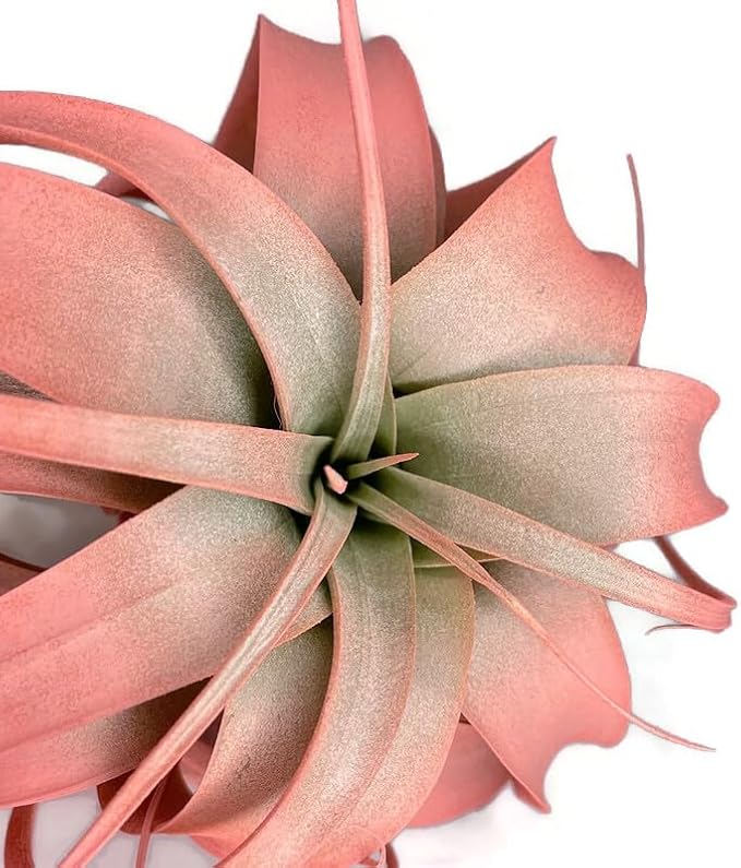 XL Xerographica Colored Air Plant, Live Tillandsia House Plant, Easy Care Indoor Outdoor, Great Gift, Healthy Arrival Guaranteed (Peach)