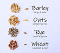 Simple Cat Grass Blend, 100% US Organic, 4 Popular Seeds: Wheat, Barley, Oats, and Rye Mix Combo, Show Your Love with a Healthy Pet Snack Treat (4 Ounce (~3200 Seeds))