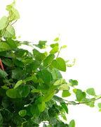 Shop Succulents Ficus Repens Creeping Fig, Live Indoor Plant, Low Maintenance Trailing Houseplant, Ideal for Home Decor, Office, and Room Enhancement, 6 Inch Nursery Pot