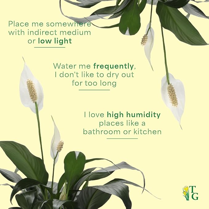 Thorsen's Greenhouse Live Peace Lily Plant, Spathyphylum, Low Light, Easy to Grow, Natural Air Purifier Live Indoor Plant, 4-6" Diameter Pot (Navy, 6-inch Pot)
