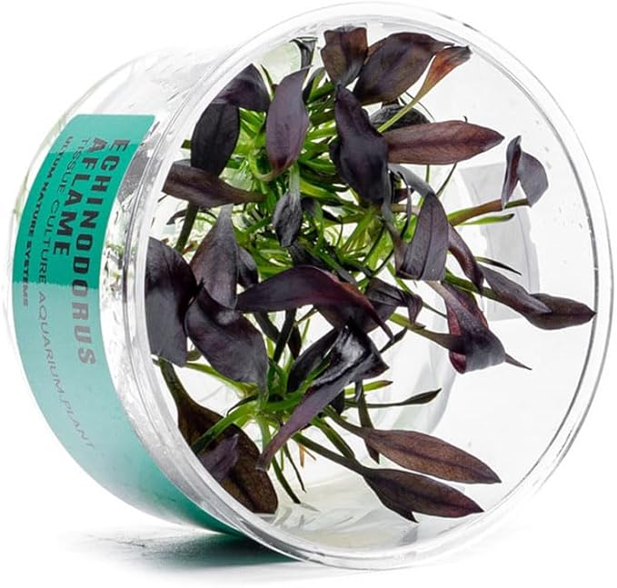 Ultum Nature Systems Echinodorus Aflame Tissue Culture Live Plant for Aquarium, Aquascape, Freshwater Fish Tanks - 100% Snail Free in Vitro