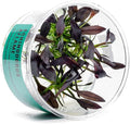Ultum Nature Systems Echinodorus Aflame Tissue Culture Live Plant for Aquarium, Aquascape, Freshwater Fish Tanks - 100% Snail Free in Vitro