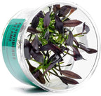 Ultum Nature Systems Echinodorus Aflame Tissue Culture Live Plant for Aquarium, Aquascape, Freshwater Fish Tanks - 100% Snail Free in Vitro