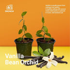 GROW24 Live Vanilla Orchid Plant Starter (Vanilla planifolia), Tissue Culture Source and Free pathogen, 2 Pack of 5 pots (2)