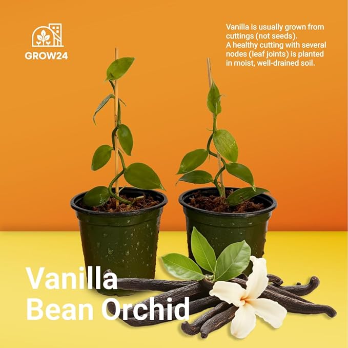 GROW24 Live Vanilla Orchid Plant Starter (Vanilla planifolia), Tissue Culture Source and Free pathogen, 2 Pack of 5 pots (2)